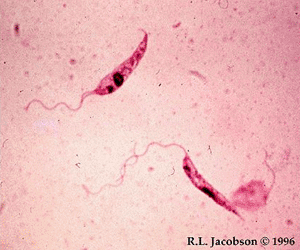 Imagen: Leishmania promastigotes (Fotografía cortesía del Dr. R. L. Jacobson, Departamento de Microbiología y Genética Médica, Universidad Hebrea, Jerusalén, Israel).